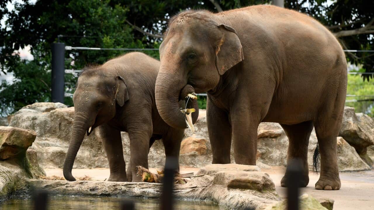 Asian Elephant calf Jai Dee and mother Pak Boon at Taronga Zoo in Sydney