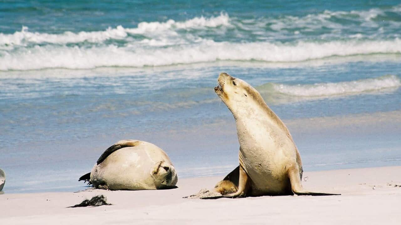 Sea_lion_australia.jpg