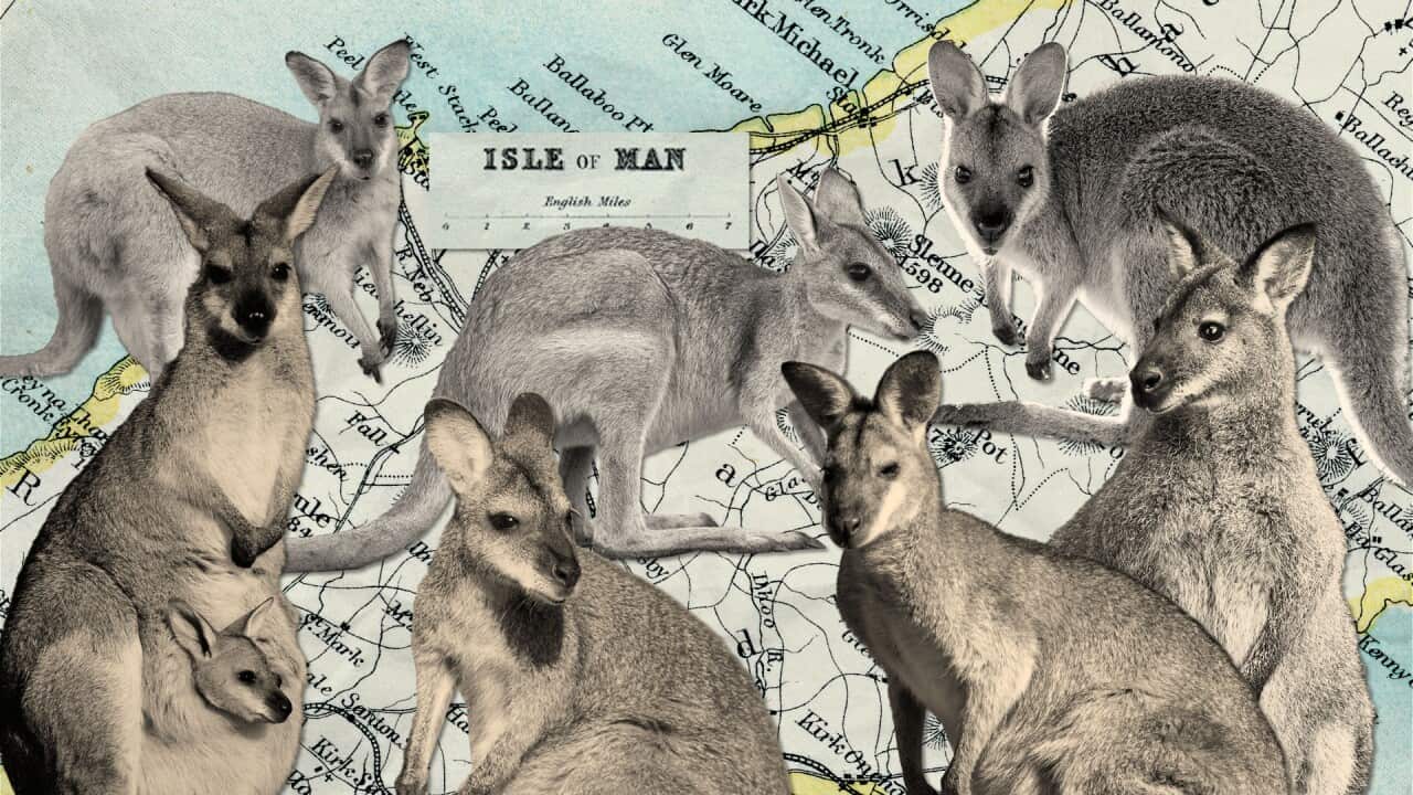 Cutouts images of wallabies looking in different directions sit on top of an old paper map which shows the Isle of Man.