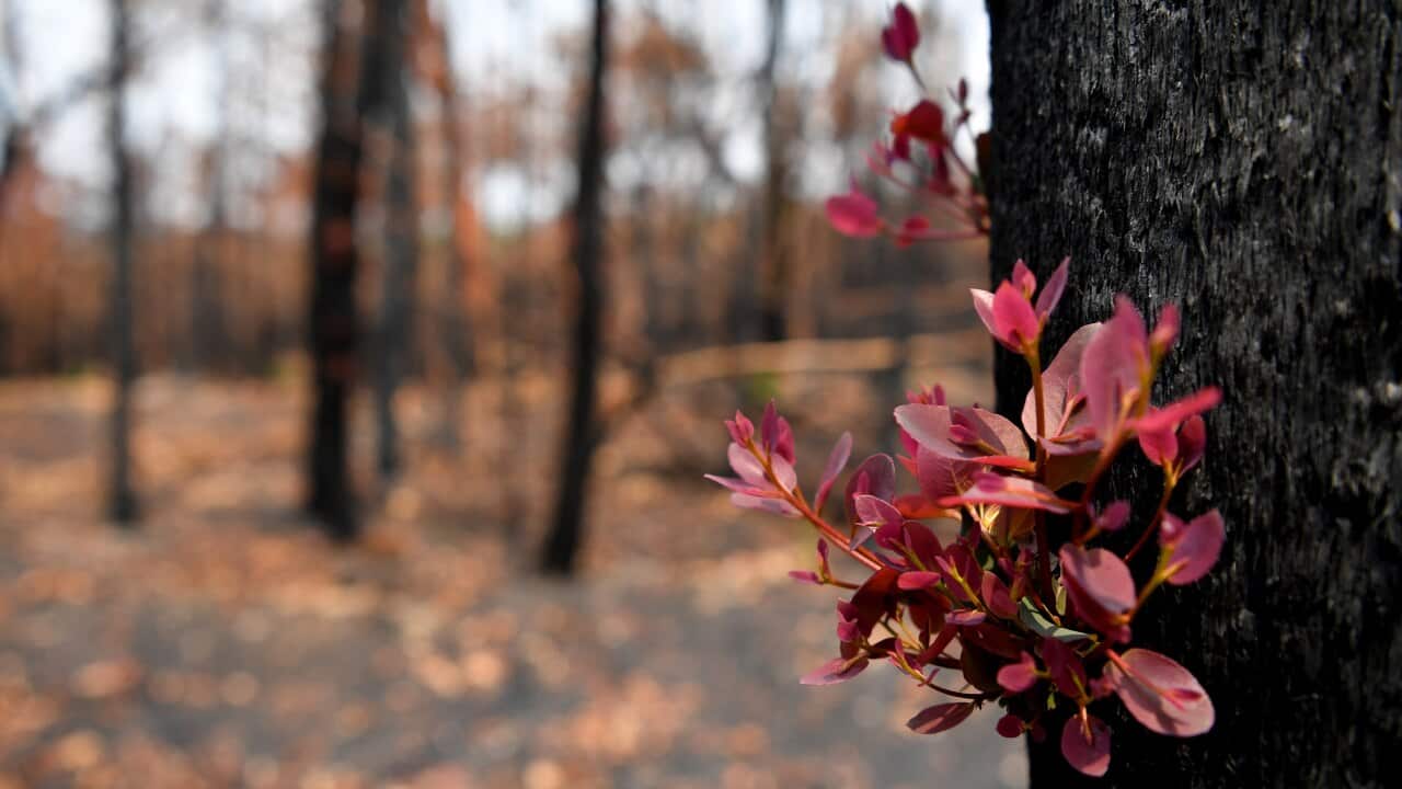 Vegetation regrowth seen among bushland destroyed by bushfires.