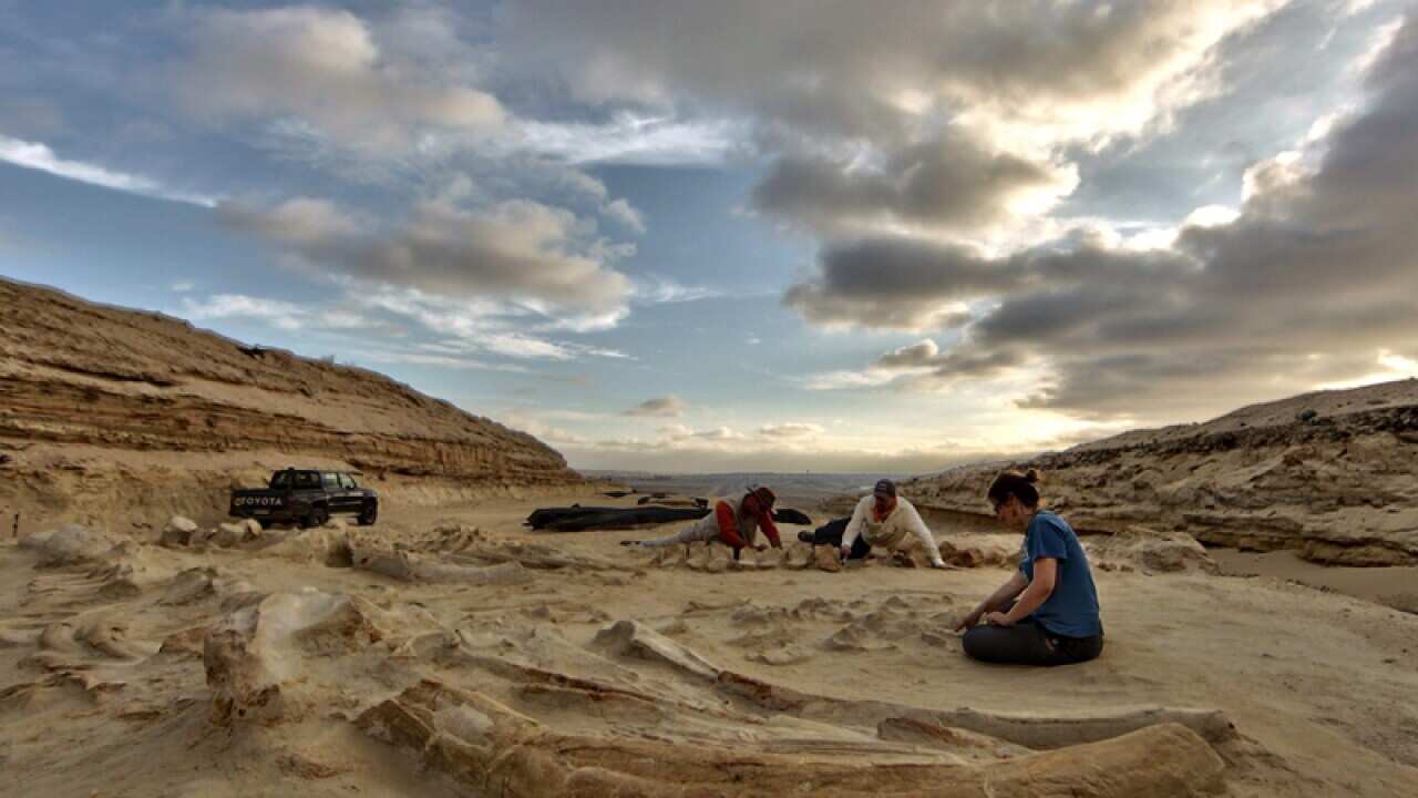 Chilean and US paleontologists study follow whale skeletons