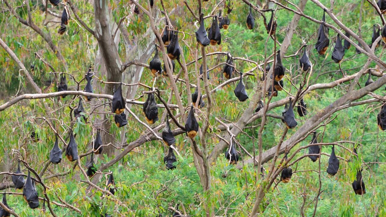 Flying foxes resting in tree, Yarra Bend Park, Melbourne, Victoria, Australia. Photo supplied by Getty Images/Jochen Schlenker/robertharding
