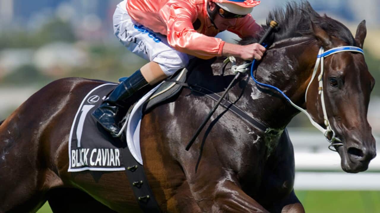black_caviar_horse_120428_aap_b_44533999
