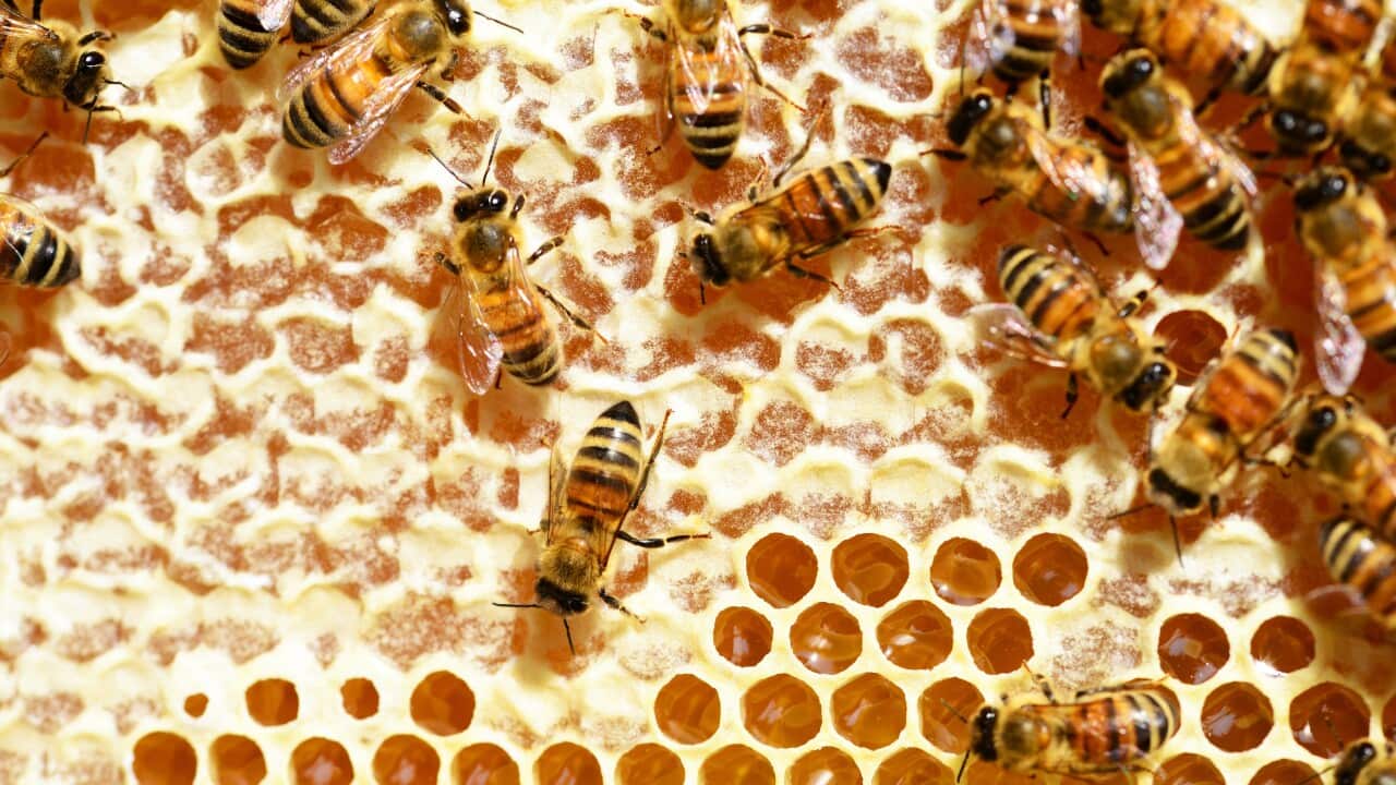Honey bees