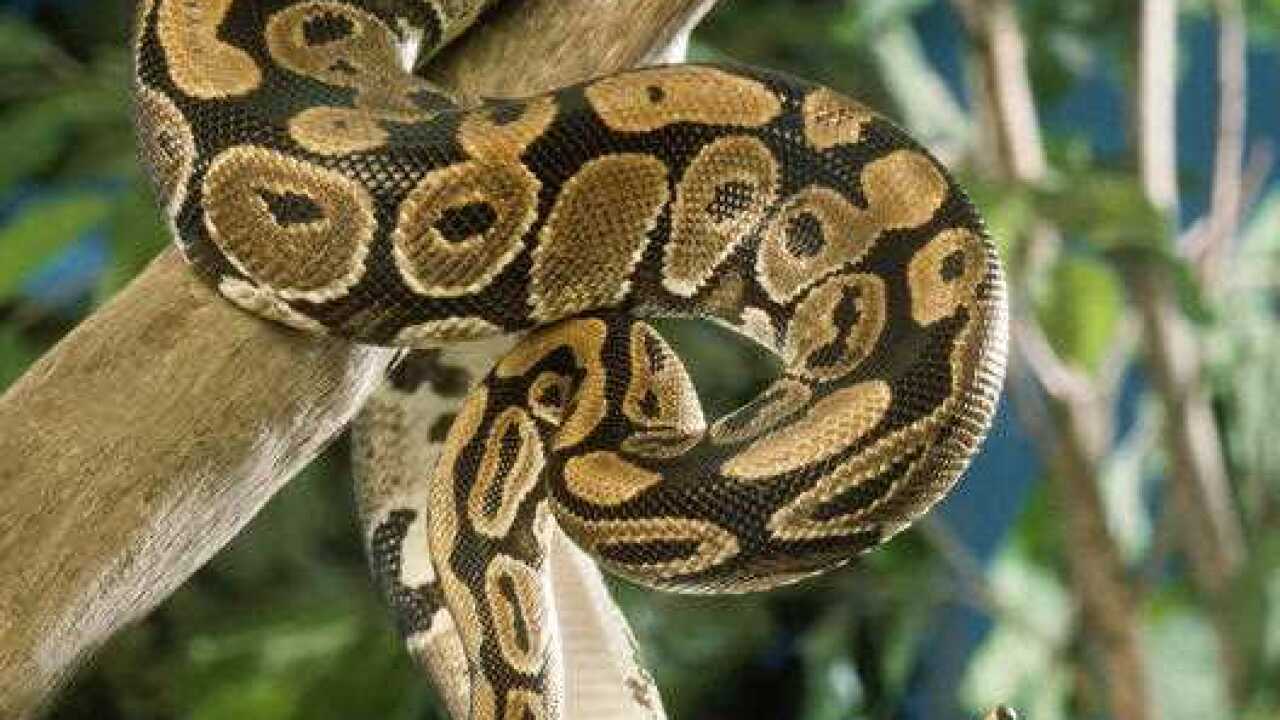 Royal / Ball Python (Python regius) (AAP/Mary Evans/Ardea/John Daniels) 