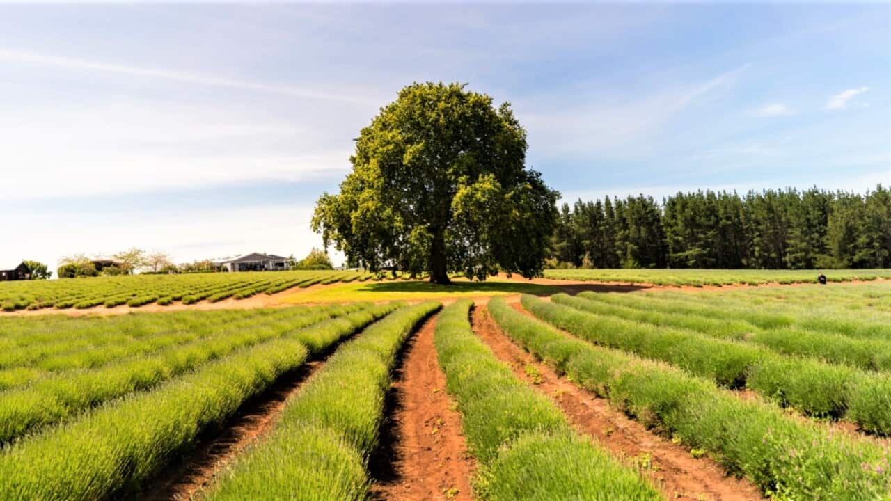Rows of lavender growing in North East Tasmania, Australia.