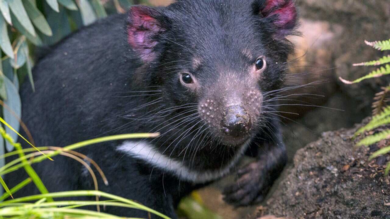 Tasmanian devil