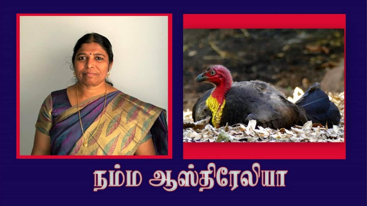 Australian brush-turkey