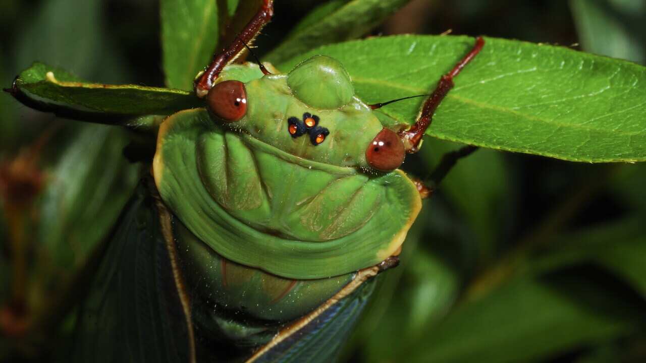 It’s not just you – cicadas are even louder this year. Here’s why It’s not just you – cicadas are even louder this year. Here’s why
