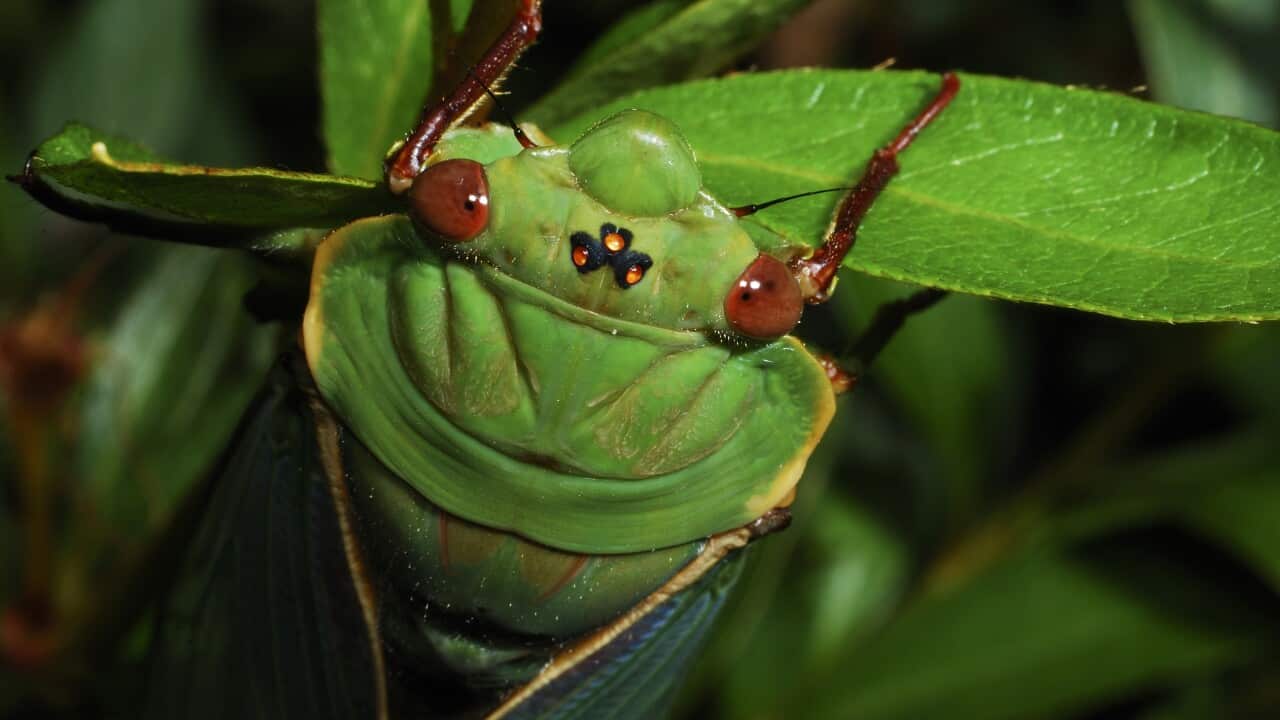 A closeup of a Greengrocer cicada.