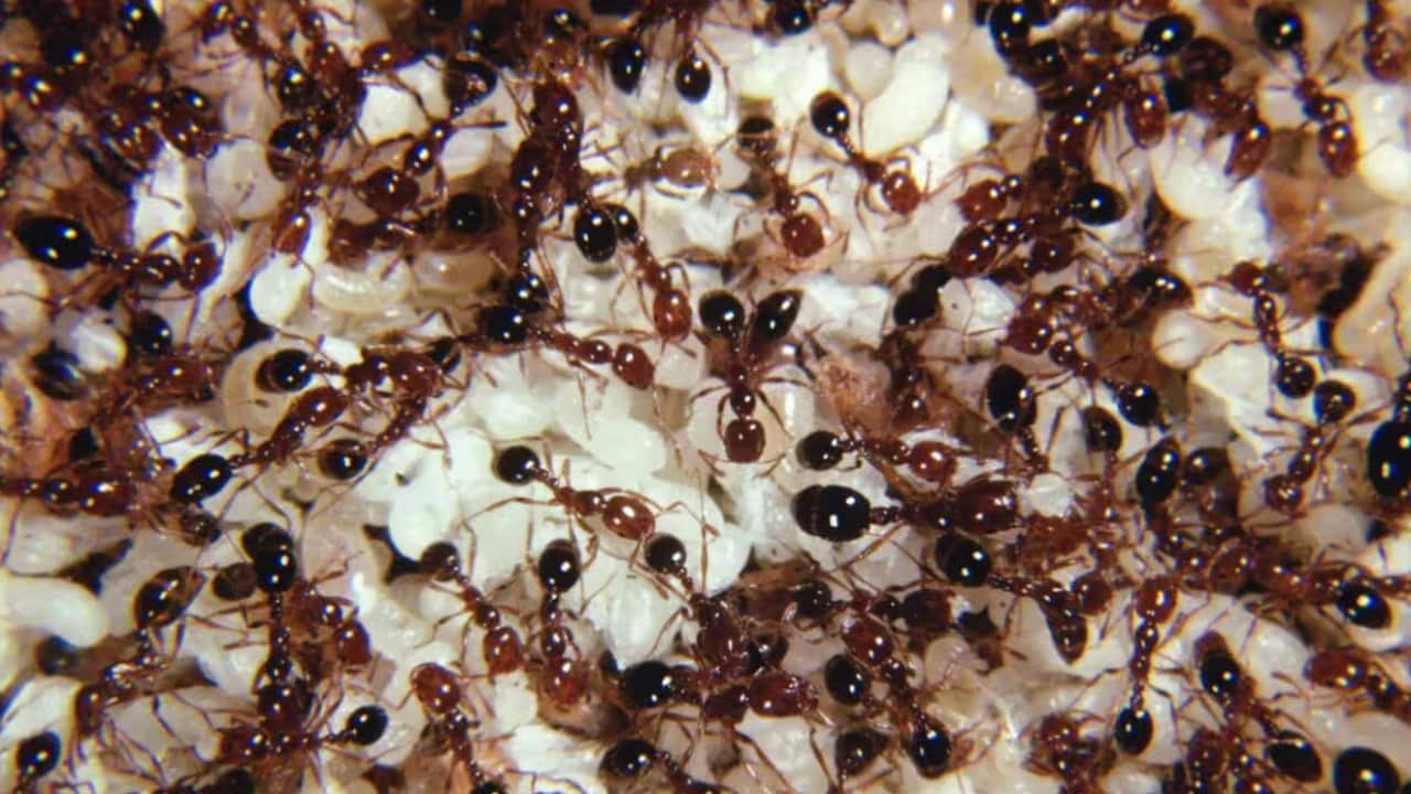 After invading Queensland cane crops, fire ants have now been found south of Byron Bay in NSW. Source: AAP, AP / Kenneth G. Ross