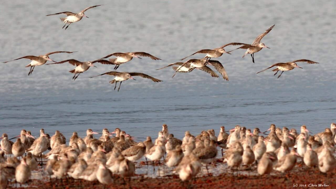 Critically endangered bar-tailed godwit at Toondah Harbour, Moreton Bay, south-east Queensland.
