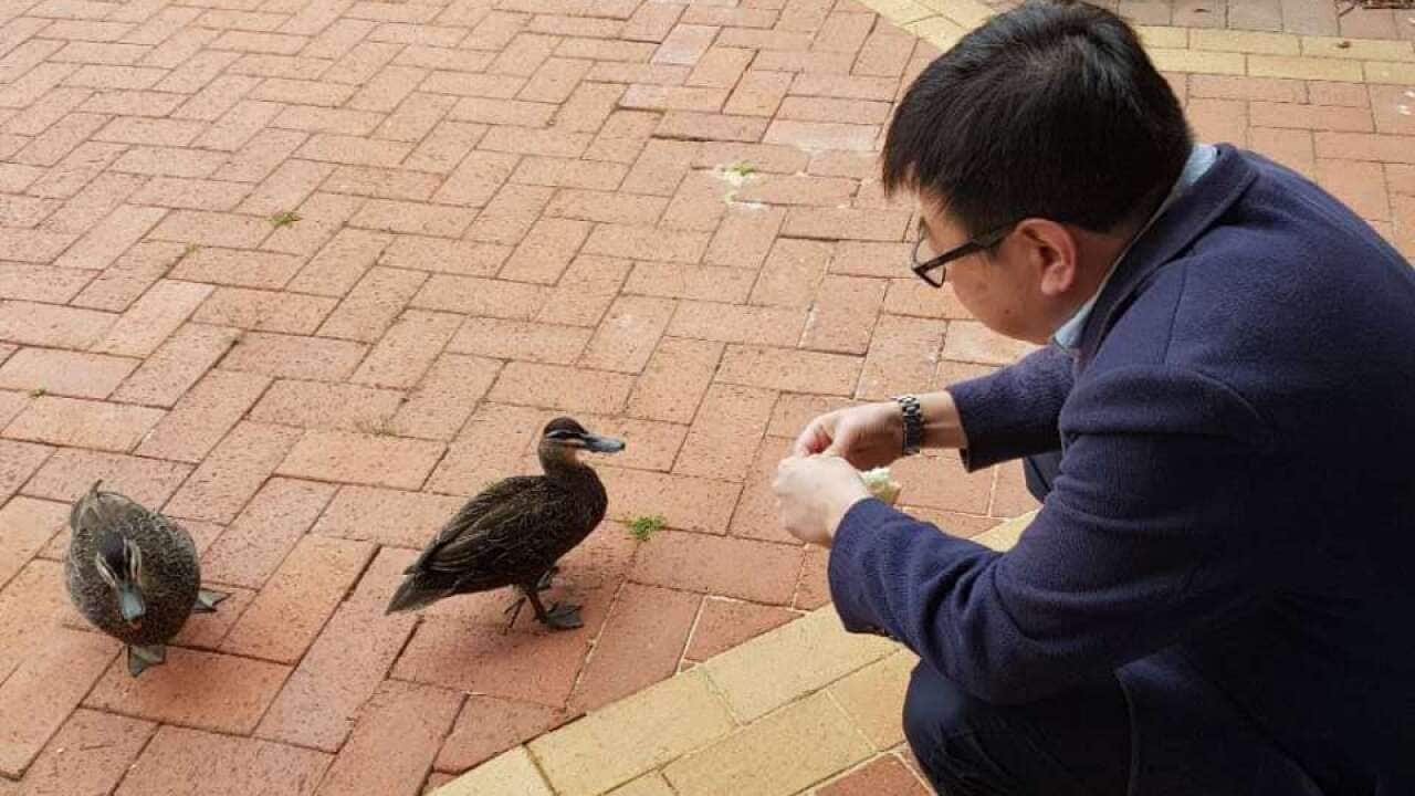 我家后院的一窝鸭蛋” | SBS Chinese