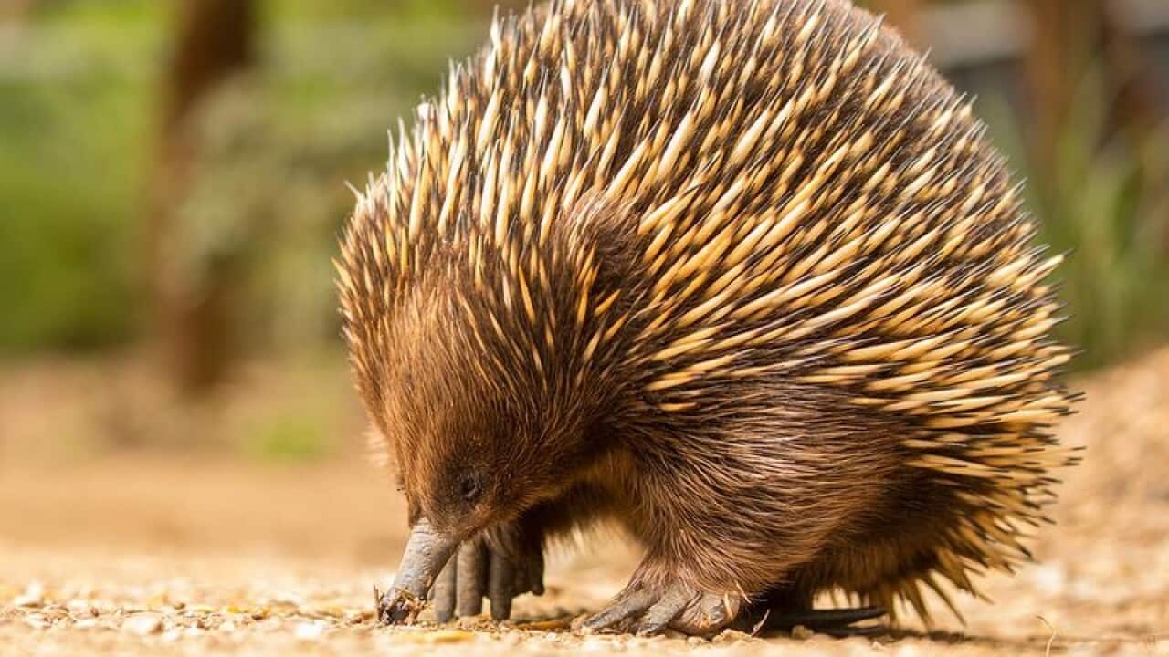 Matilda the Echidna