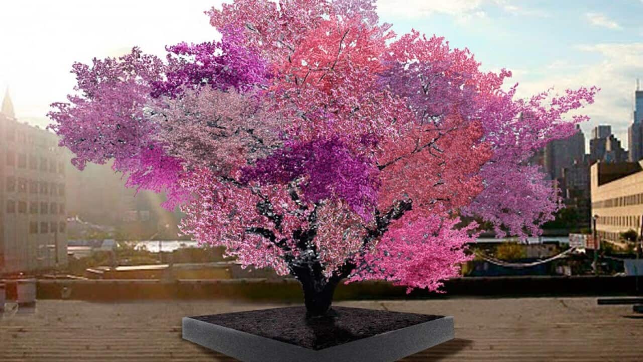 Tree of 40 Fruit (Sam Van Aken)