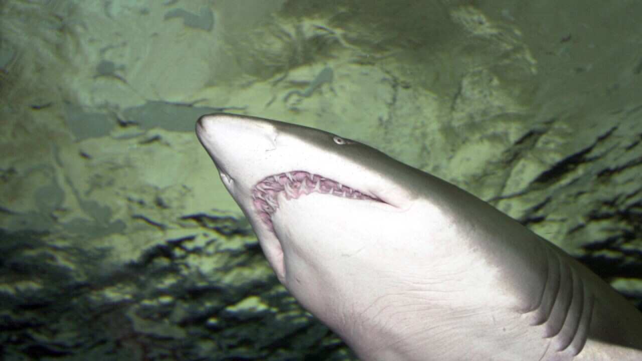 A grey nurse shark