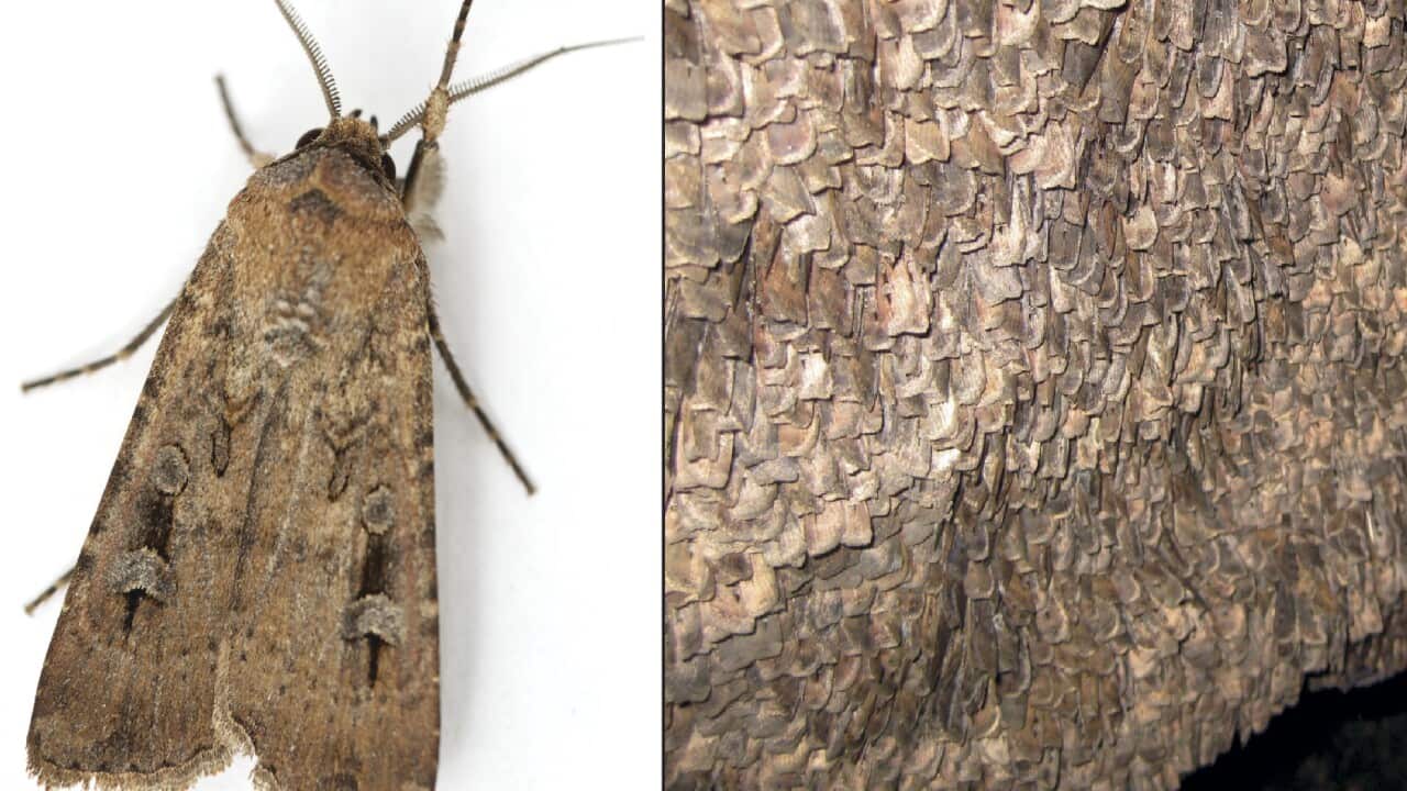 It is the first conclusive archaeological evidence of insect food remains on stone artefacts anywhere in the world.