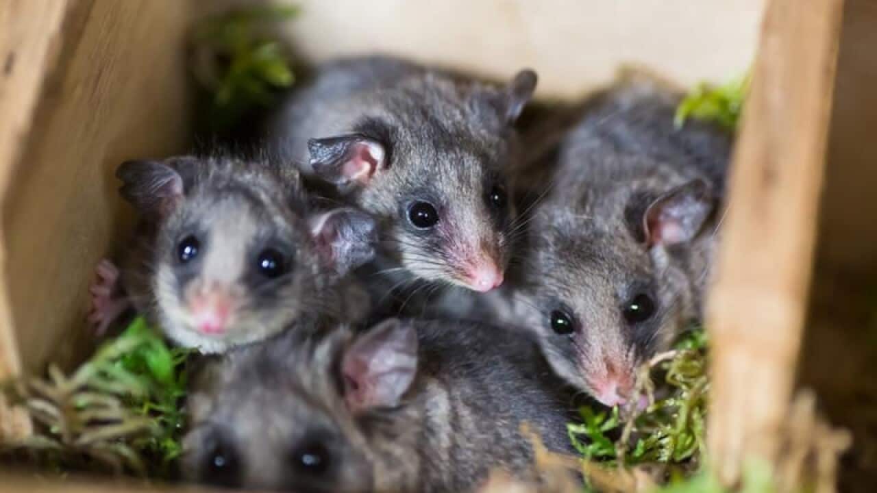 Seven critically endangered mountain pygmy possums