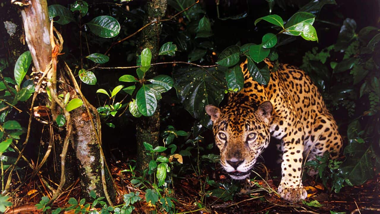 Jaguar in Rainforest
