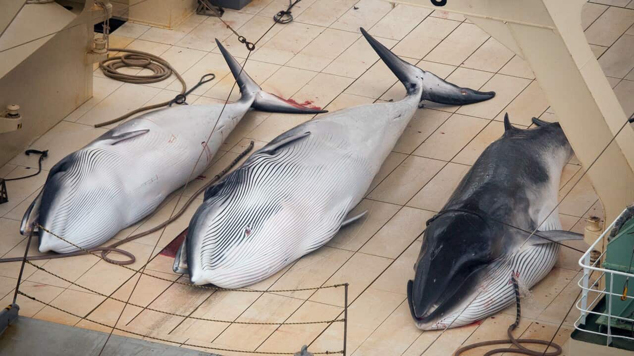 Japan whales