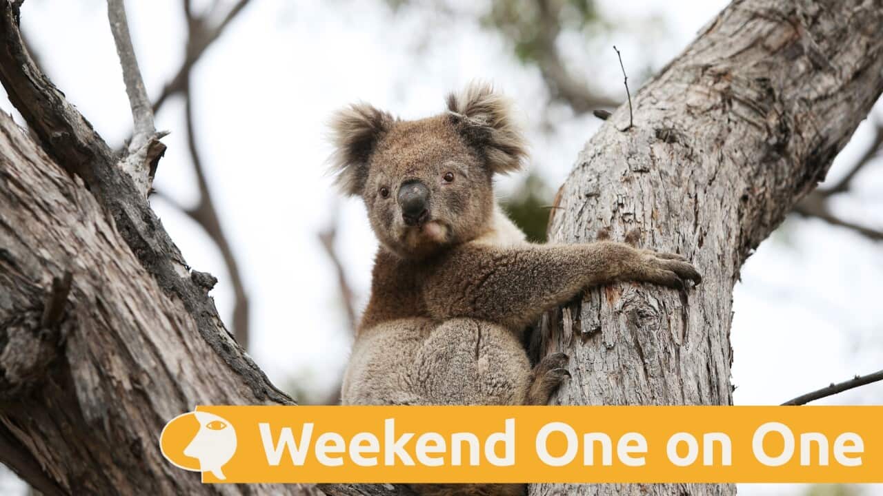 A koala hugs a tree