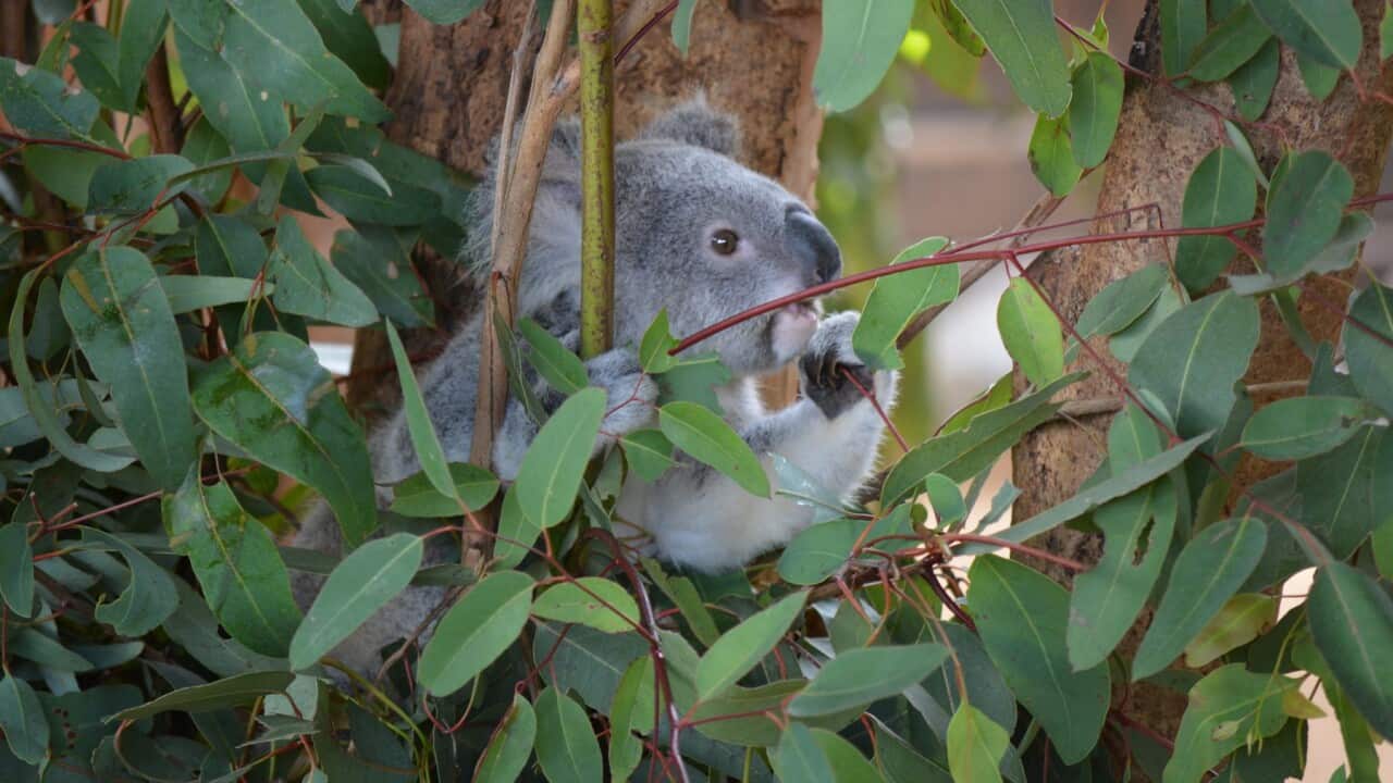Dozens of koalas have been found dead or injured at a timber plantation in Victoria