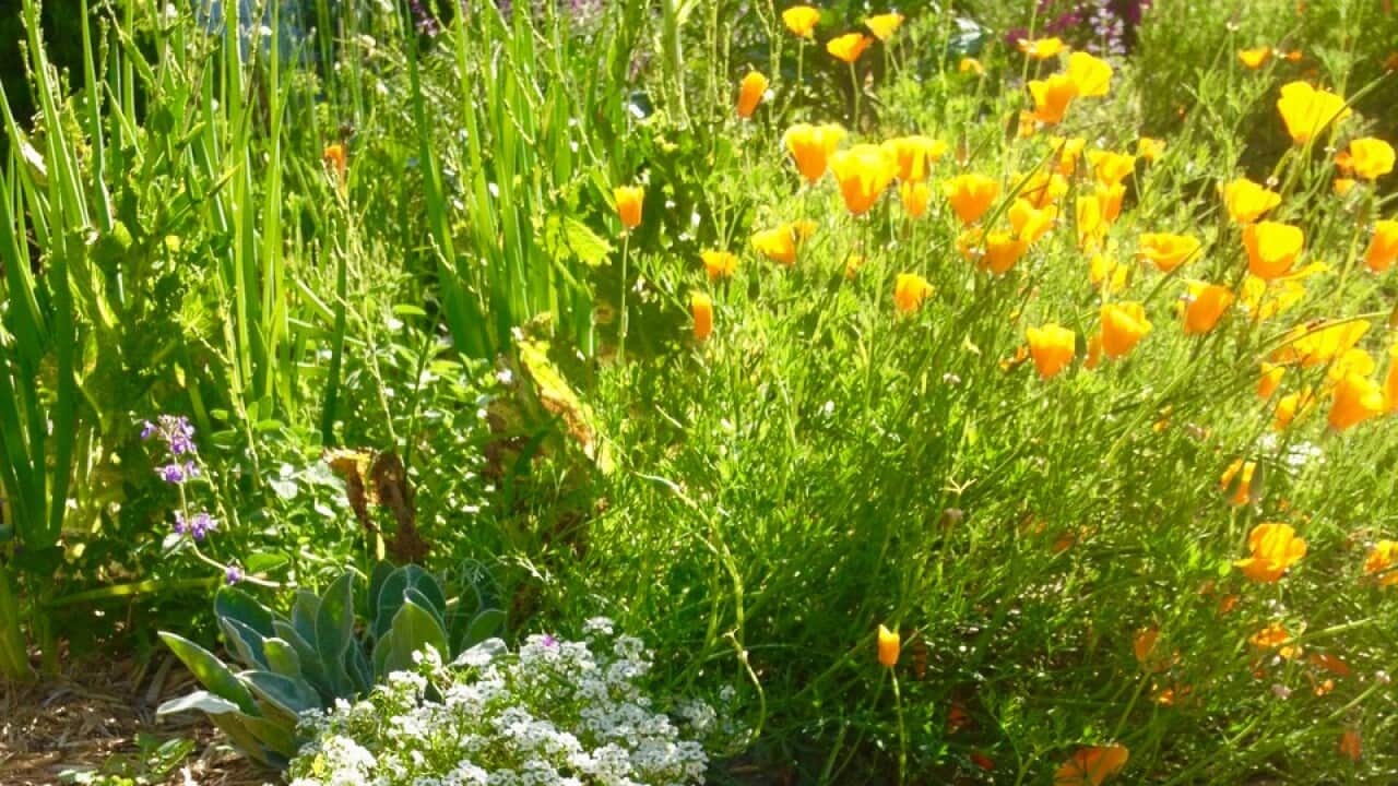 Linda Moon's thriving garden.