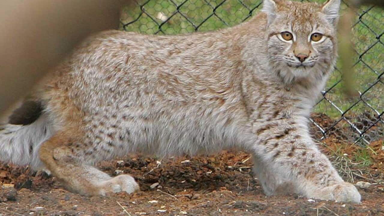 A lynx