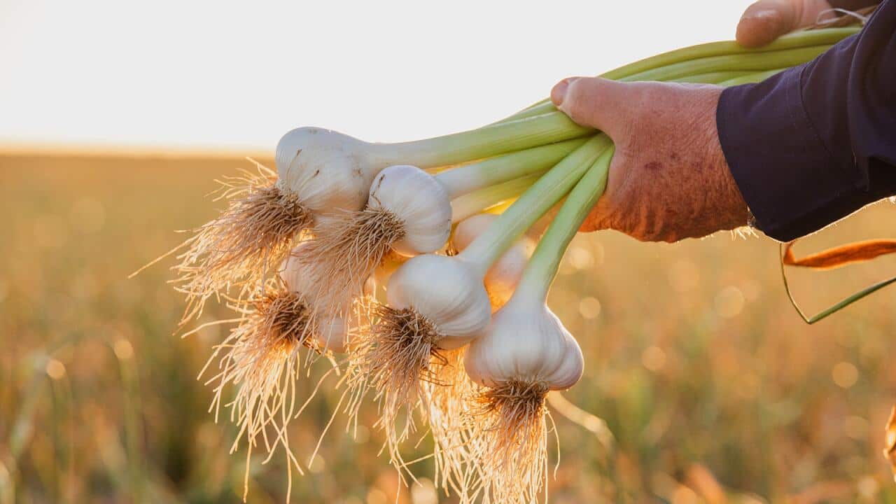 Image for read more article 'GARLIC, IN ALL ITS GLORY'