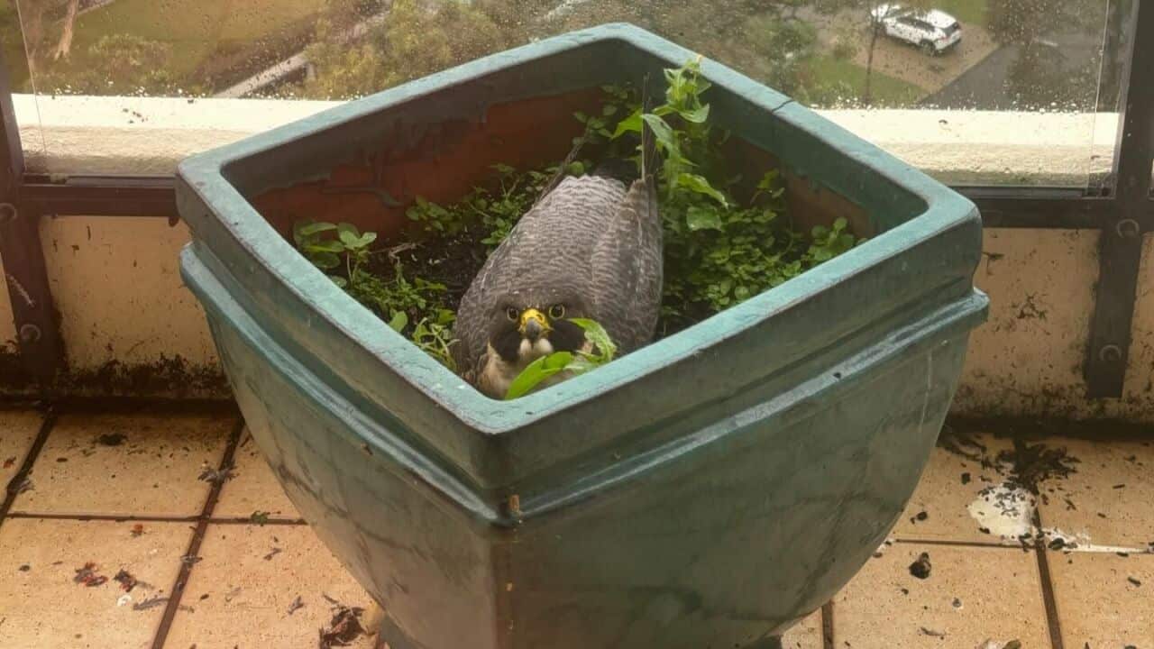 A female peregrine falcon laying in a large garden pot on a balcony overlooking a Perth suburb.