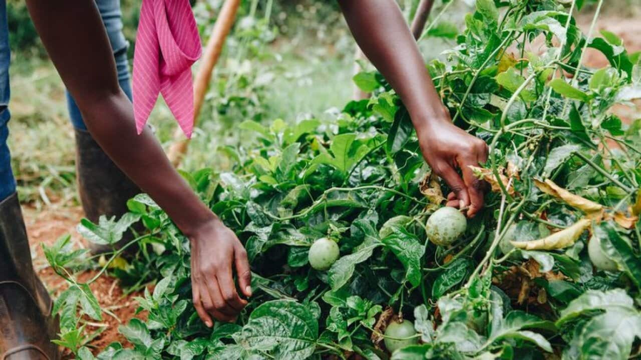 Low Section Of a person Picking Vegetables