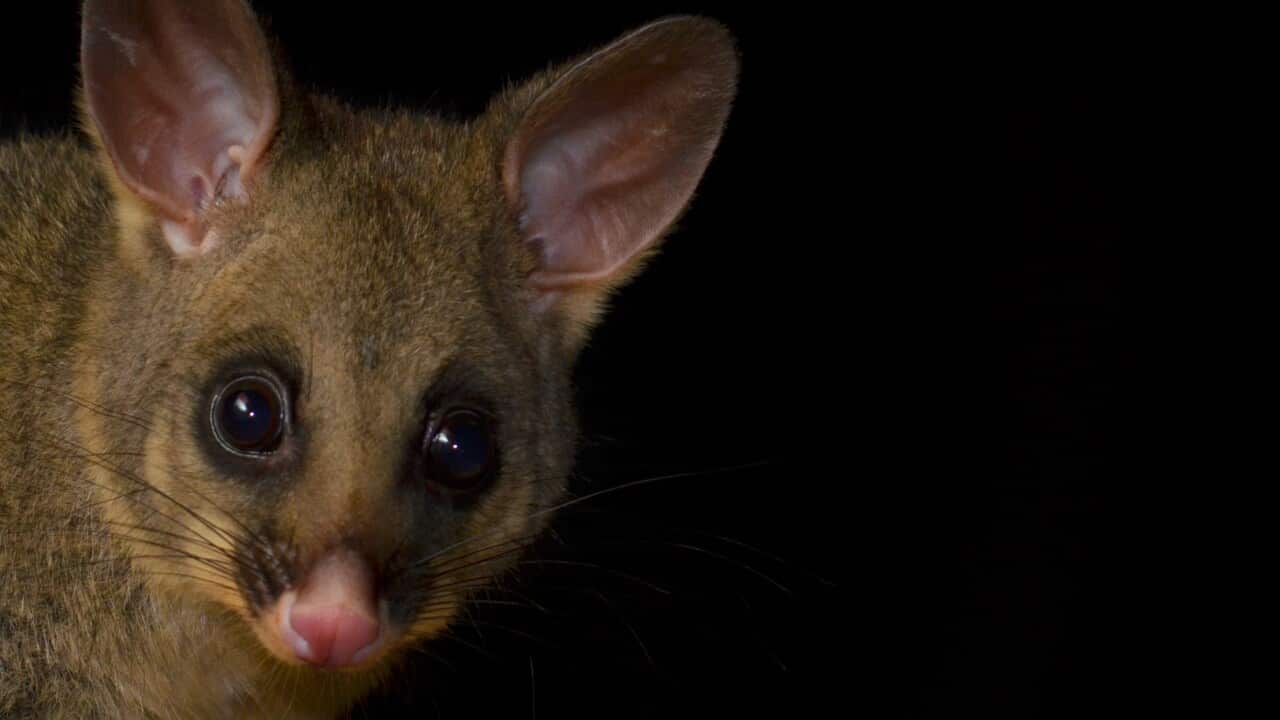 Possum Headshot at Night