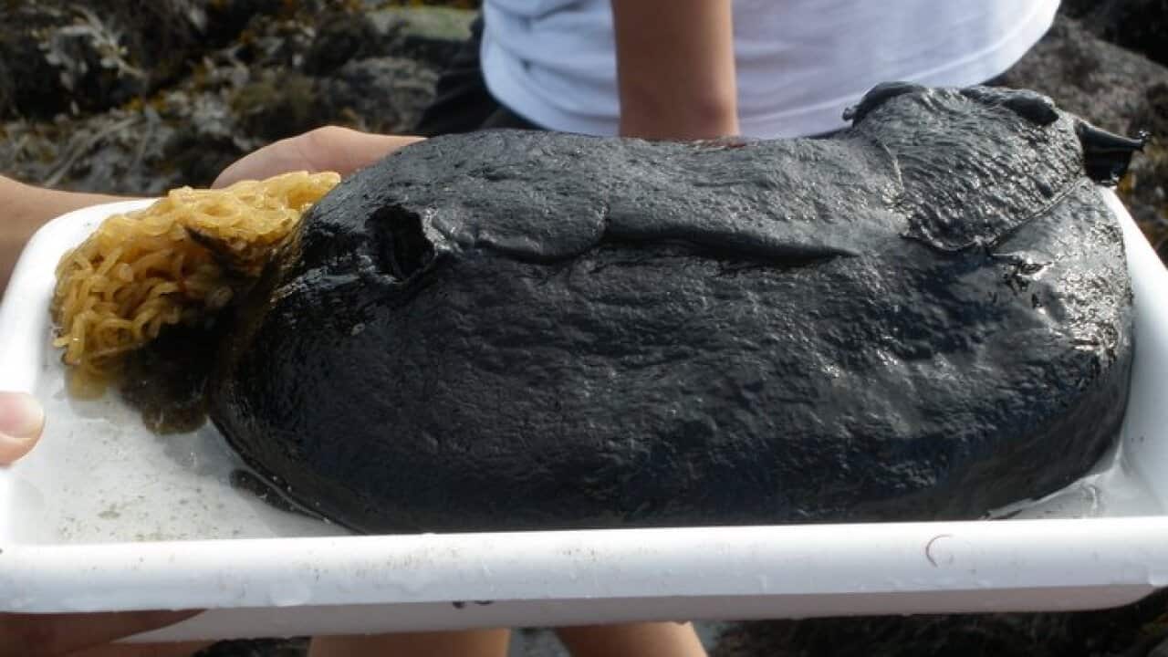 Black Sea Hare
