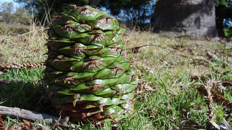 These giant bunya nuts are a key Indigenous food as well as snacks for dinosaurs SBS Food