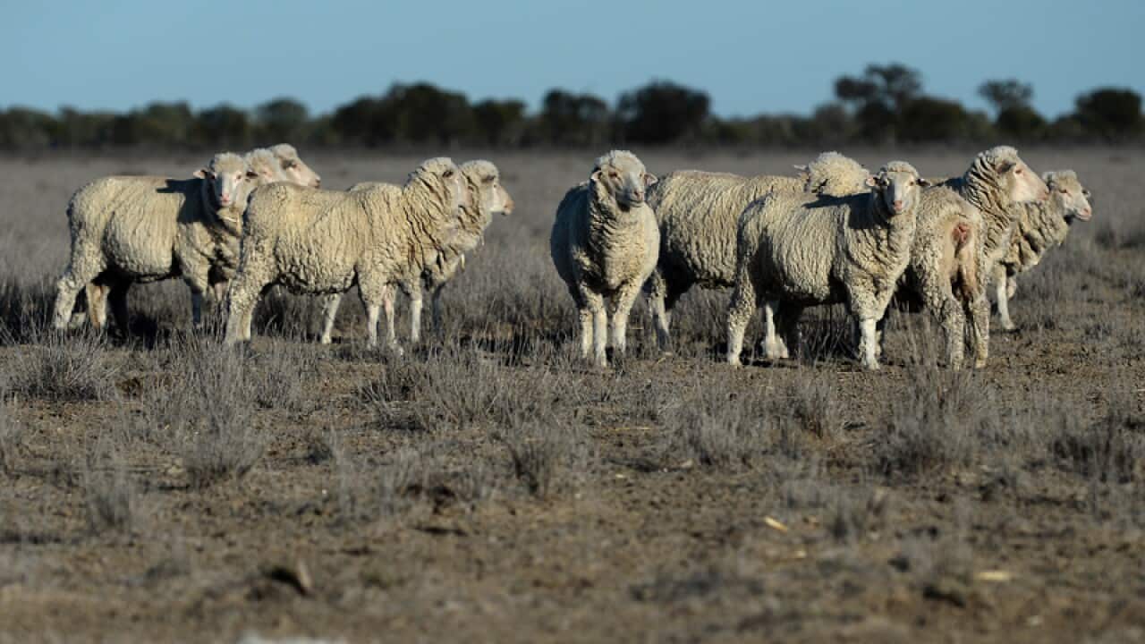 Marino sheep on a property in NSW