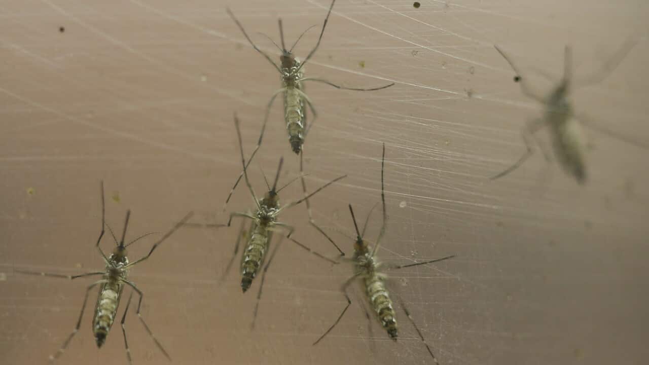 Female Aedes aegypti mosquitoes are kept in a container at the Biomedical Sciences Institute in the Sao Paulo's University, in Sao Paulo 