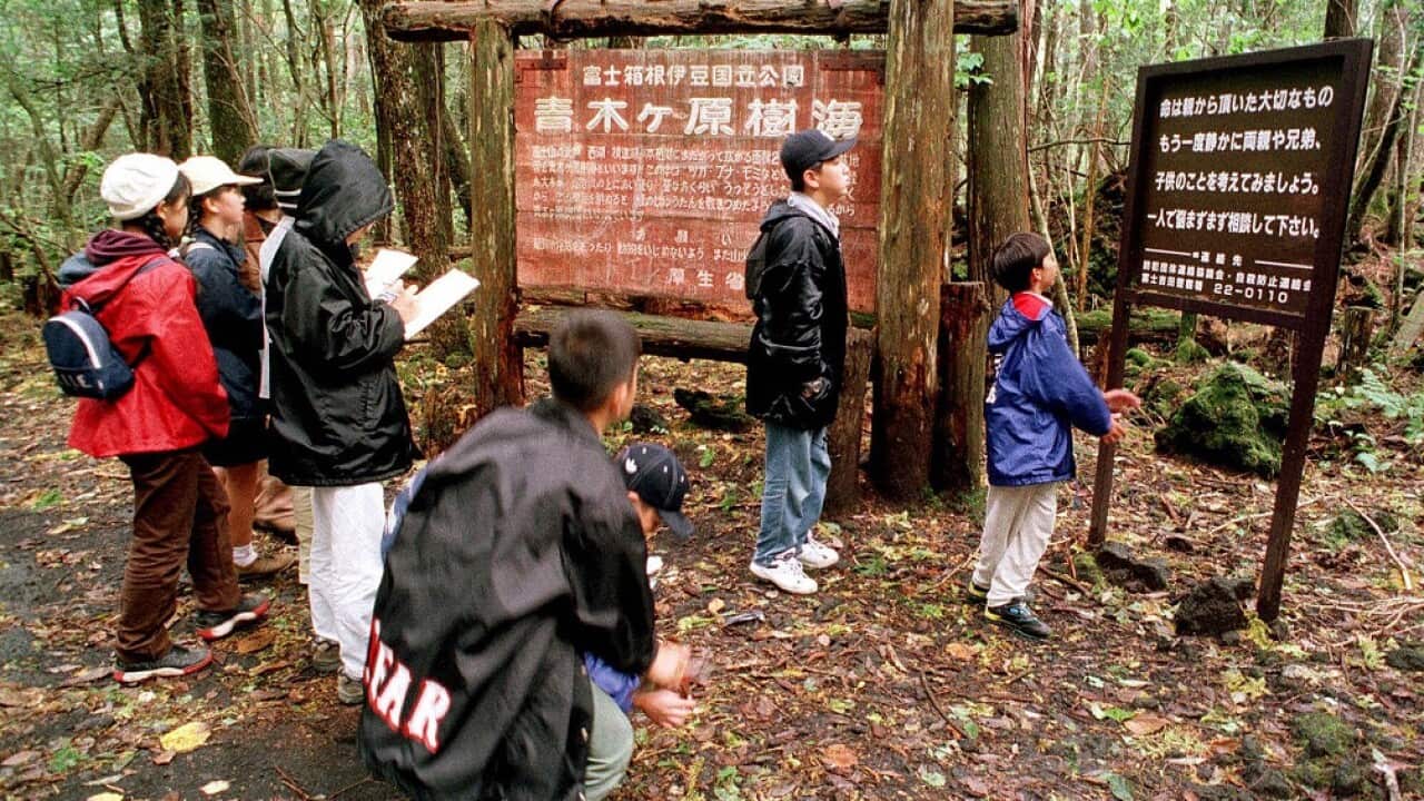 What Is Japan s Suicide Forest Inside Aokigahara Jukai SBS News what-is-japan-s-suicide-forest-inside-aokigahara-jukai-sbs-news