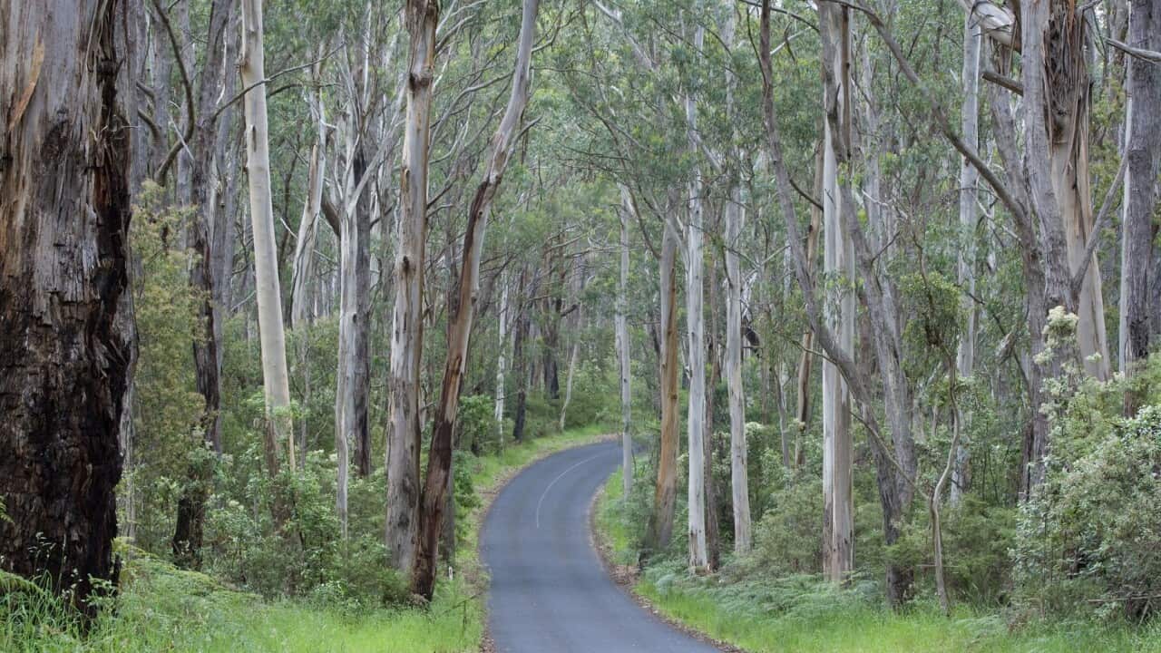 Road in Wet Sclerophyll Forest - a road cuts through
