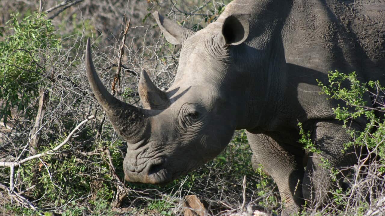 A white rhinoceros in South Africa