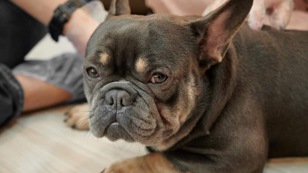 brachycephalic short-faced dogs
