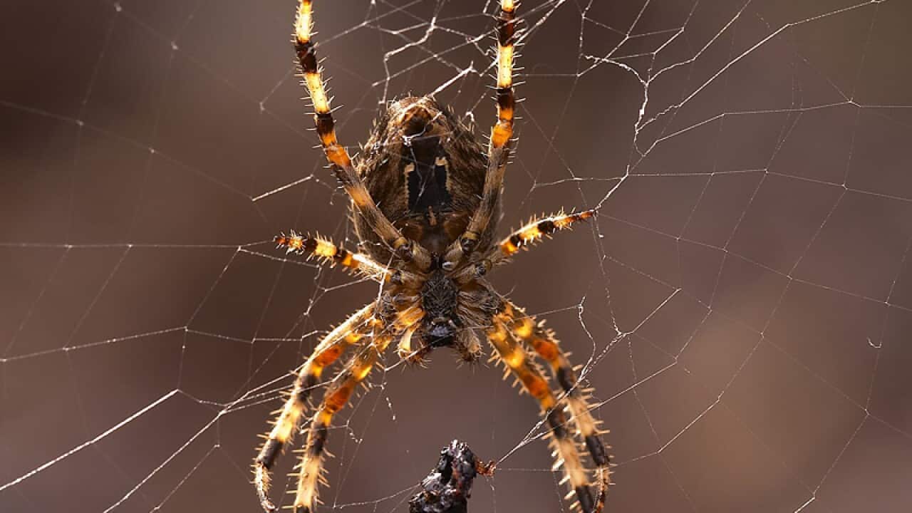 Explainer: Why are we afraid of spiders? SBS News