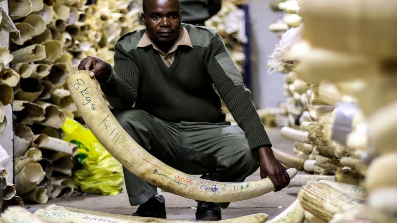 A Zimbabwe National Parks game ranger holds an elephant ivory tusk in the country's ivory vault which currently holds 90.3 tonnes of ivory in Harare