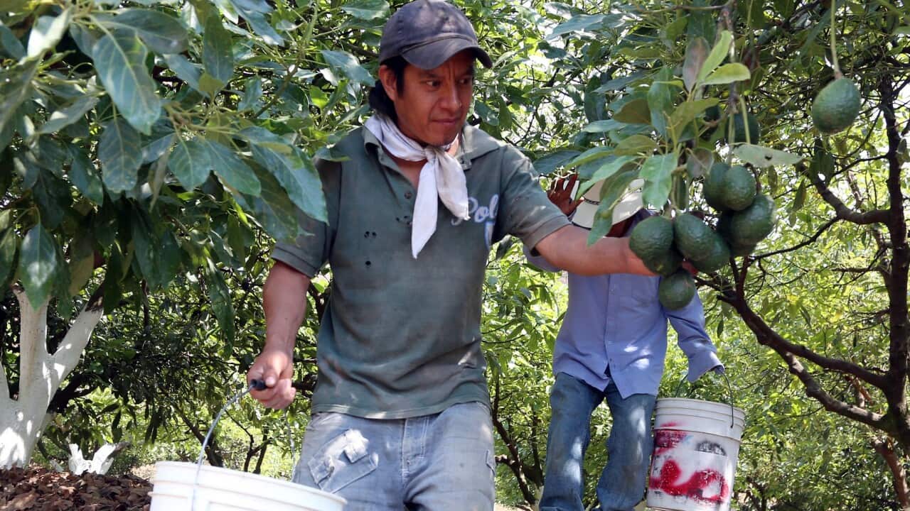 A farmer at an avocado ranch In Mexico (Getty)