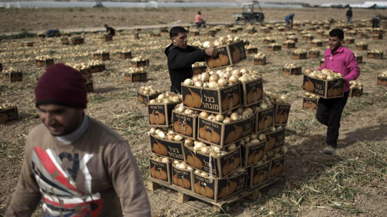 Palestinians work in an onion field near the West Bank city of Jericho