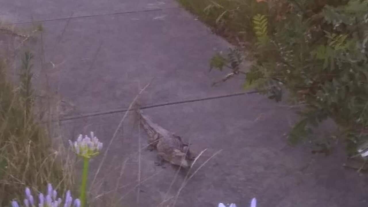 Crocodile is strolling on Melbourne streets