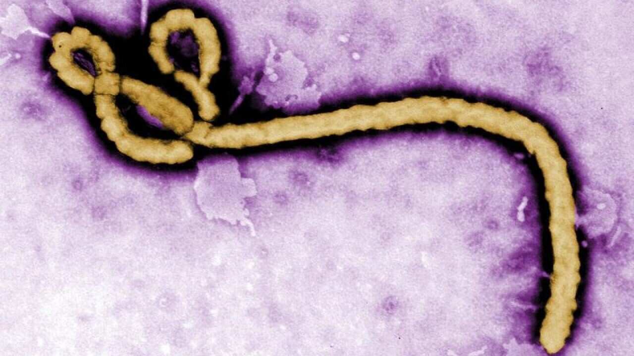 The ebola virus