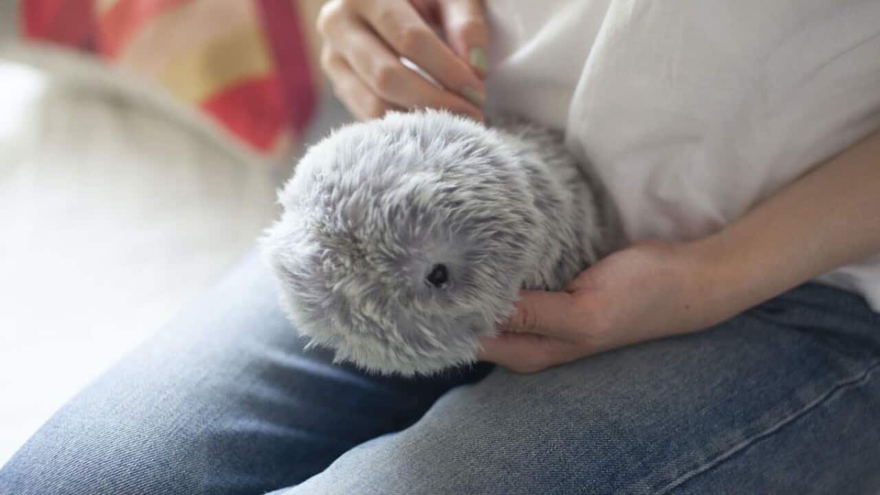 moflin-robot-pet-featured-1200x675.jpg
