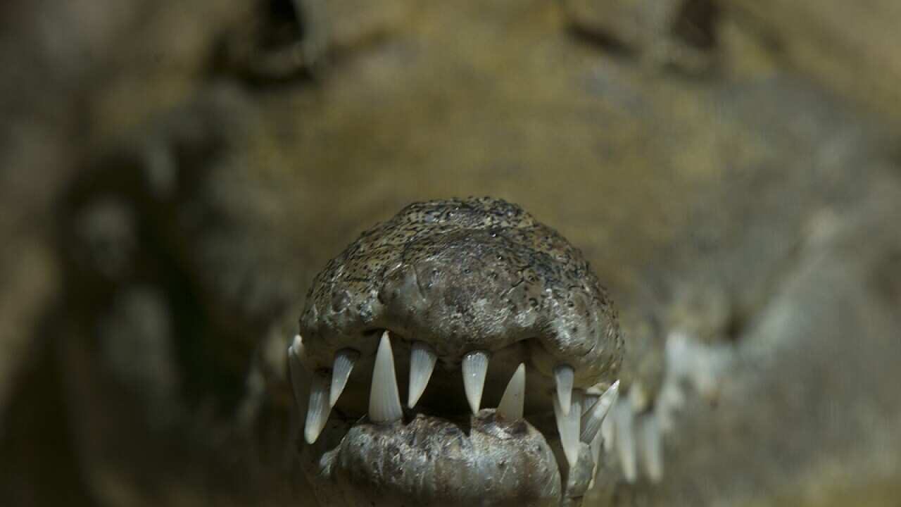 A freshwater crocodile