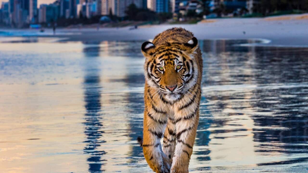 Dreamworld tiger cub