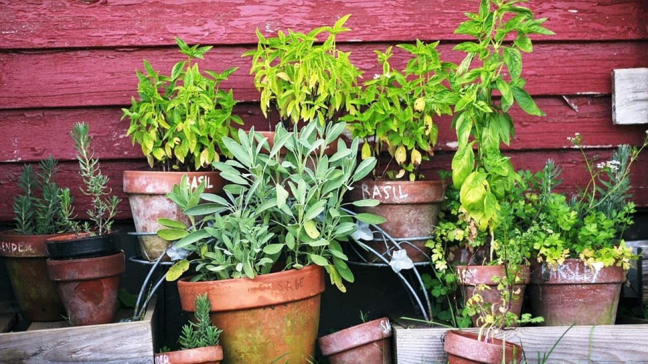 Frische Kräuter aus dem Garten sind ideal für die Frühjahrs-Zeit